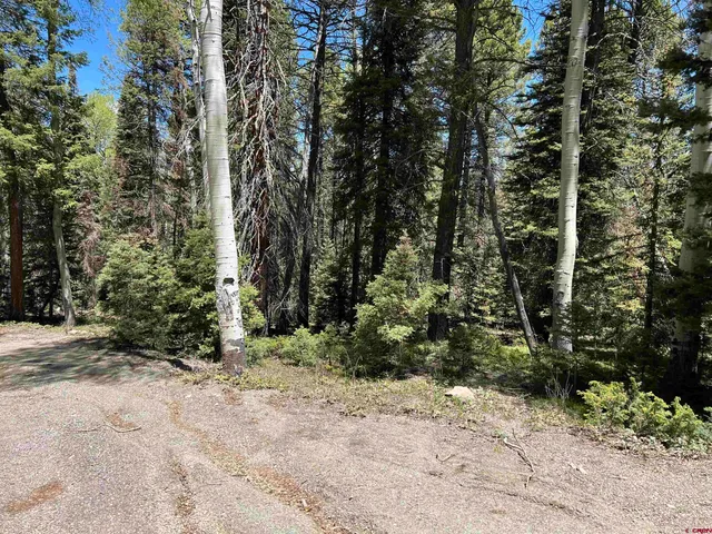 a view of a yard with plants and trees