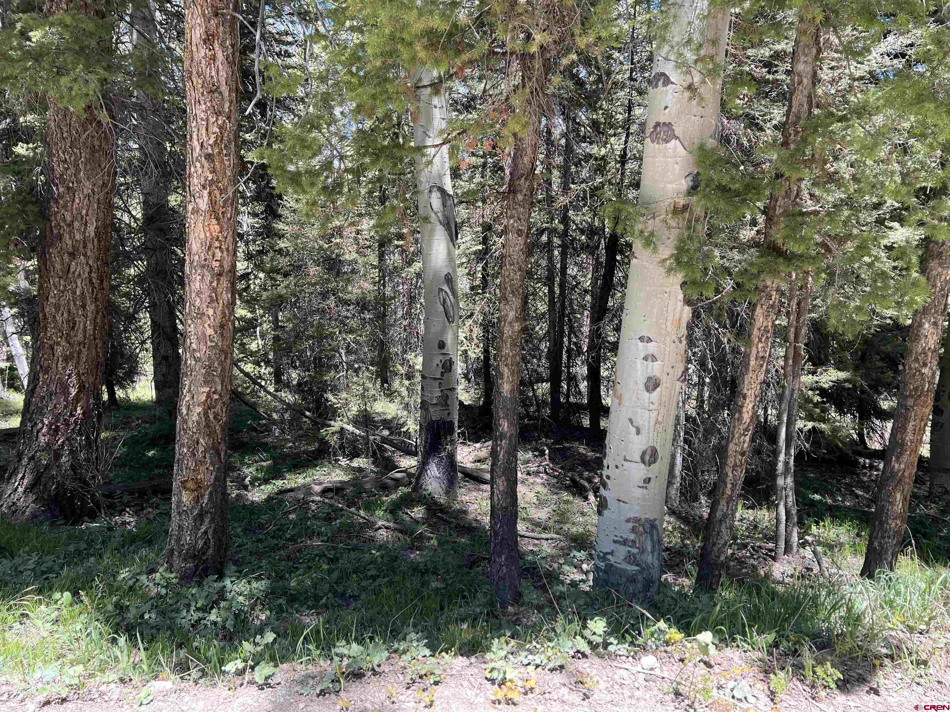423 Rim Road Cimarron, CO 81220 - Photo 8 of 19 a view of a forest filled with trees