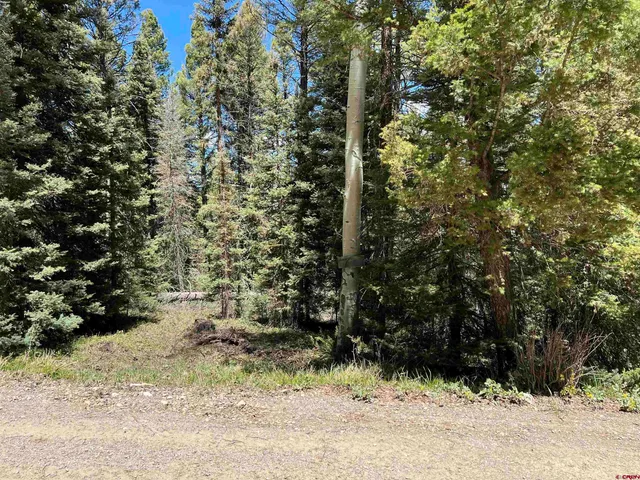 a view of a yard with plants and trees