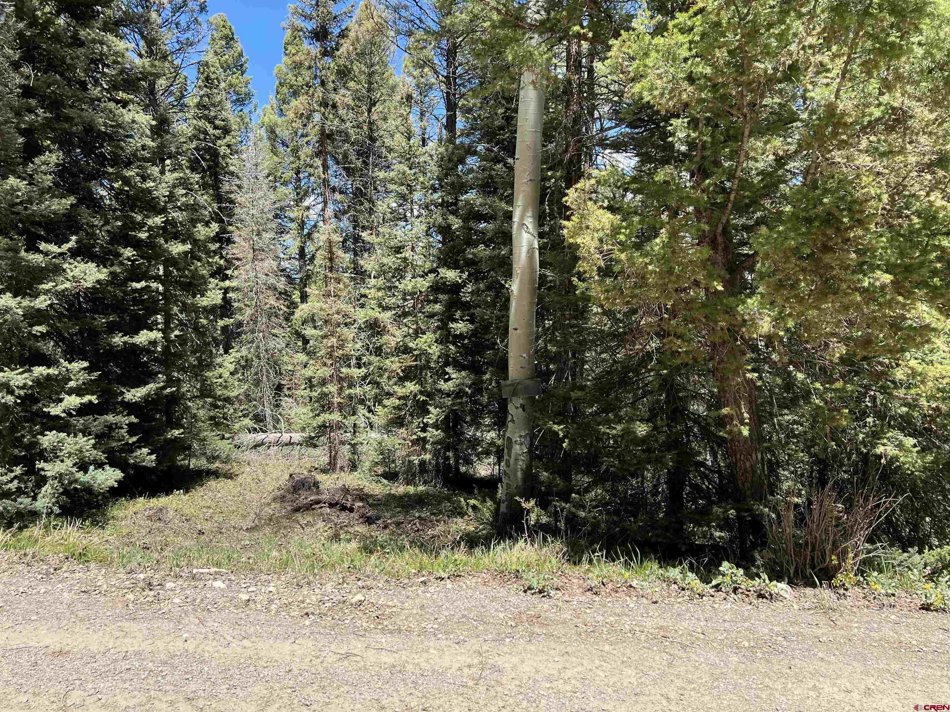 423 Rim Road Cimarron, CO 81220 - Photo 9 of 19 a view of a yard with plants and trees