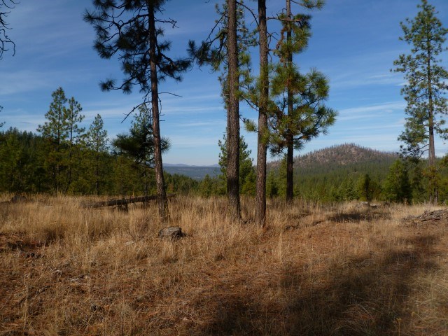 5077 Rail Canyon Road Springdale, WA 99173 - Photo 4 of 7