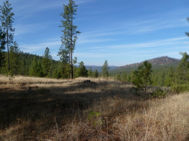 5077 Rail Canyon Road Springdale, WA 99173 - Photo 5 of 7