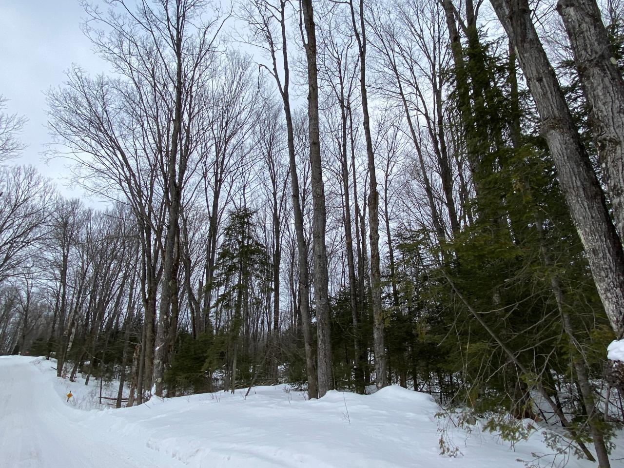 Three Steven Javenkowski Road, Unit LOT 4 Three Lakes, WI 54562 - Photo 4 of 9 Gallery Image 4
