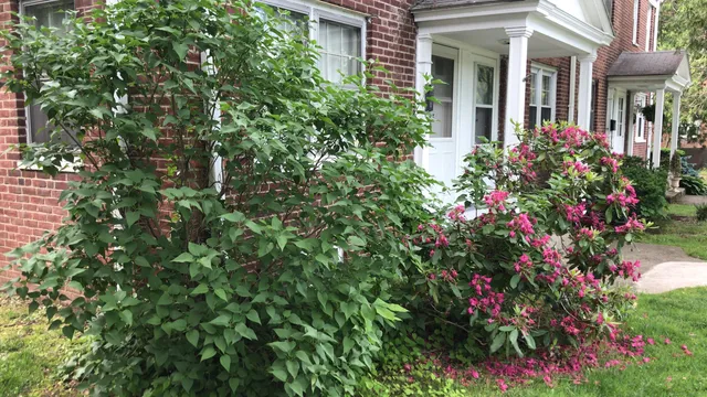 front view of a house with a lot of flowers