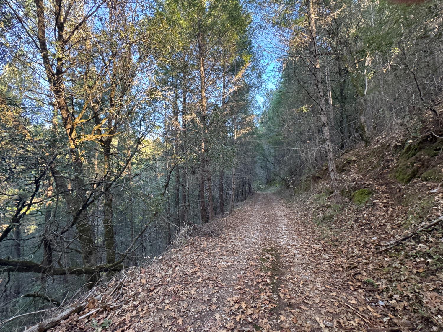 14037 Arrowhead Mine Road Grass Valley, CA 95945 - Photo 2 of 7 a view of a forest with trees in the background