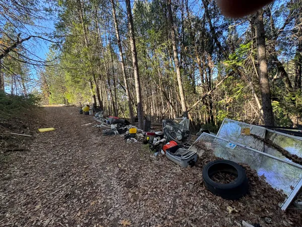 a view of a backyard with plants and trees