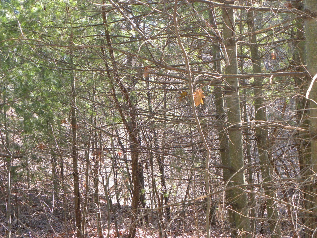 Lot D Gould Road Charlton, MA 01507 - Photo 5 of 8 Gallery Image 5
