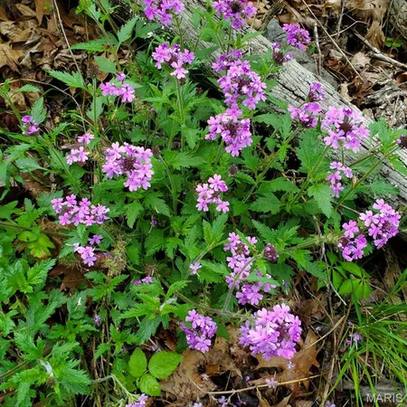 $189,000 | 0 County Road 101, Ironton, MO 63650