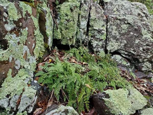 $189,000 | 0 County Road 101, Ironton, MO 63650