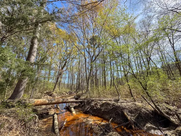 a view of a yard with plants and trees