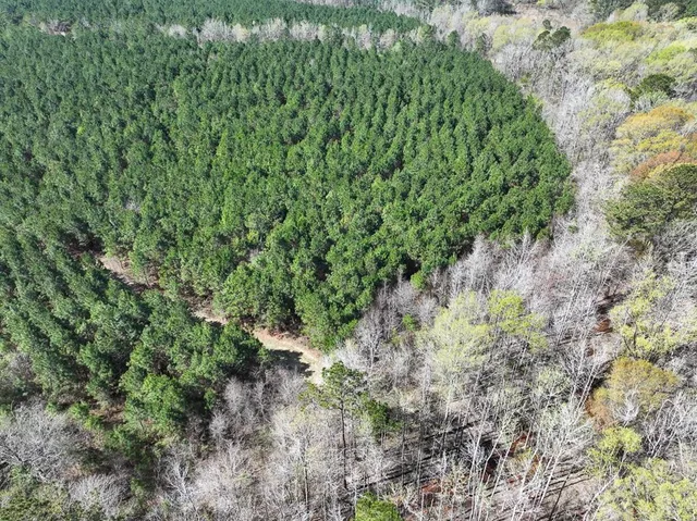a view of a forest with a tree