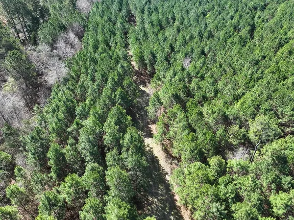 a view of a lush green forest