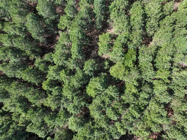 an aerial view of residential house with outdoor space and trees all around