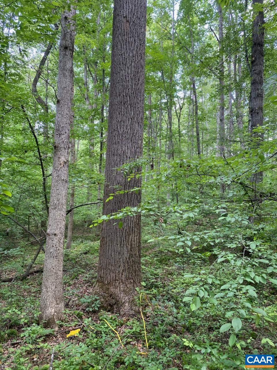 a green field with lots of tall trees