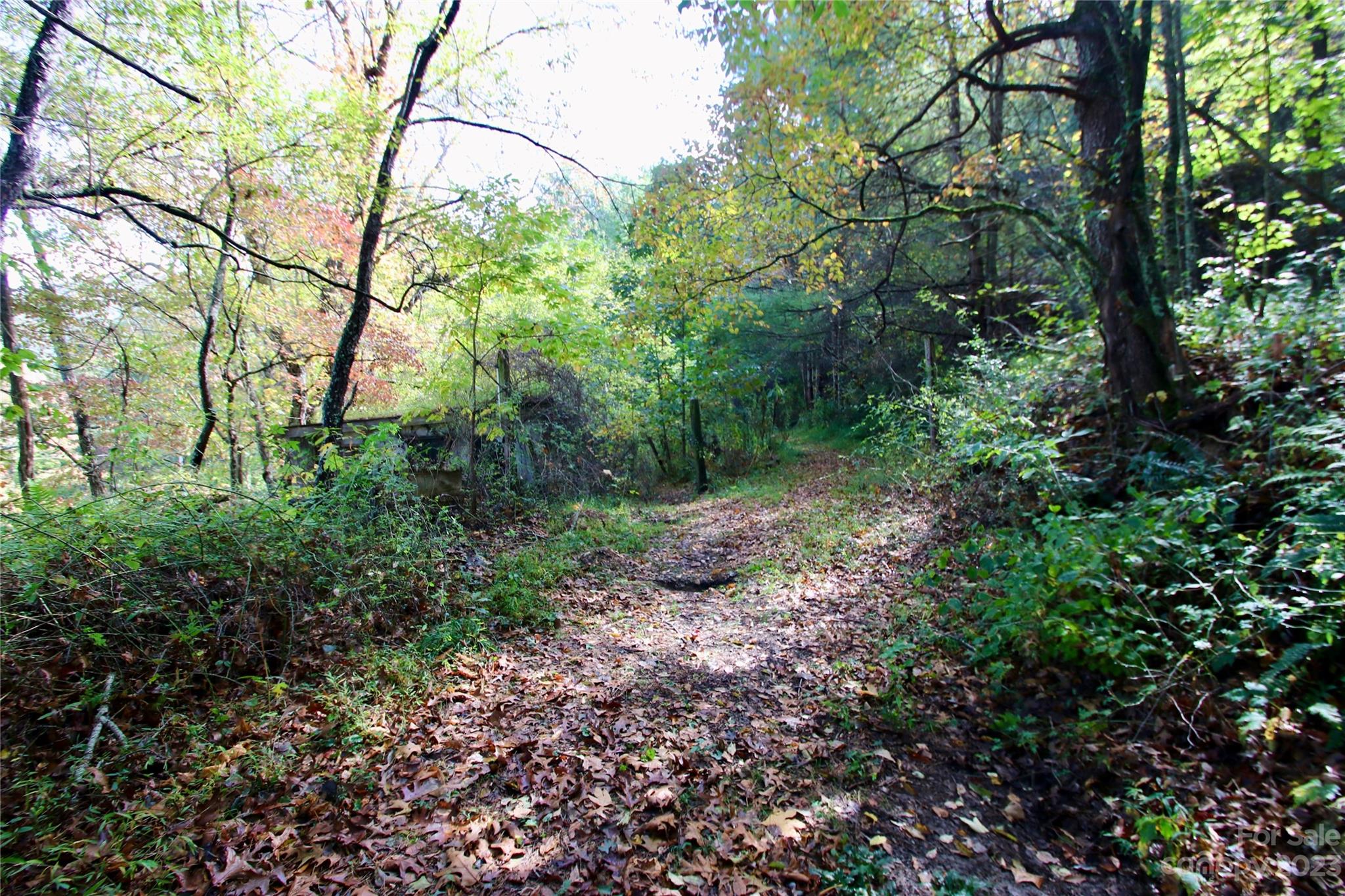 2872 Hyder Mountain Road Clyde, NC 28721 - Photo 23 of 29 a view of a forest filled with trees