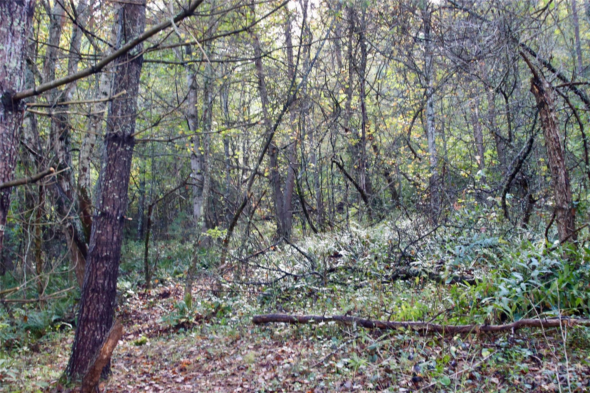 2872 Hyder Mountain Road Clyde, NC 28721 - Photo 25 of 29 a view of a forest filled with trees
