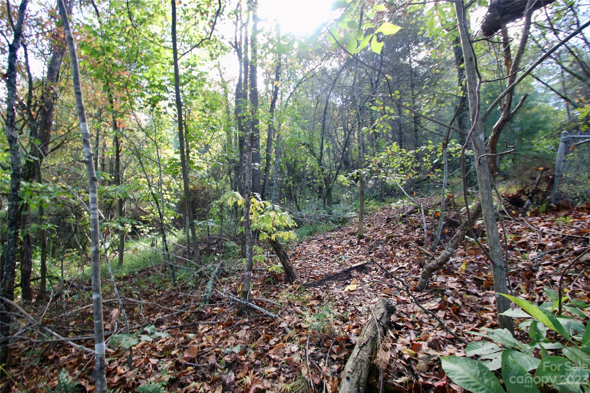 2872 Hyder Mountain Road Clyde, NC 28721 - Photo 26 of 29 a big yard with lots of trees