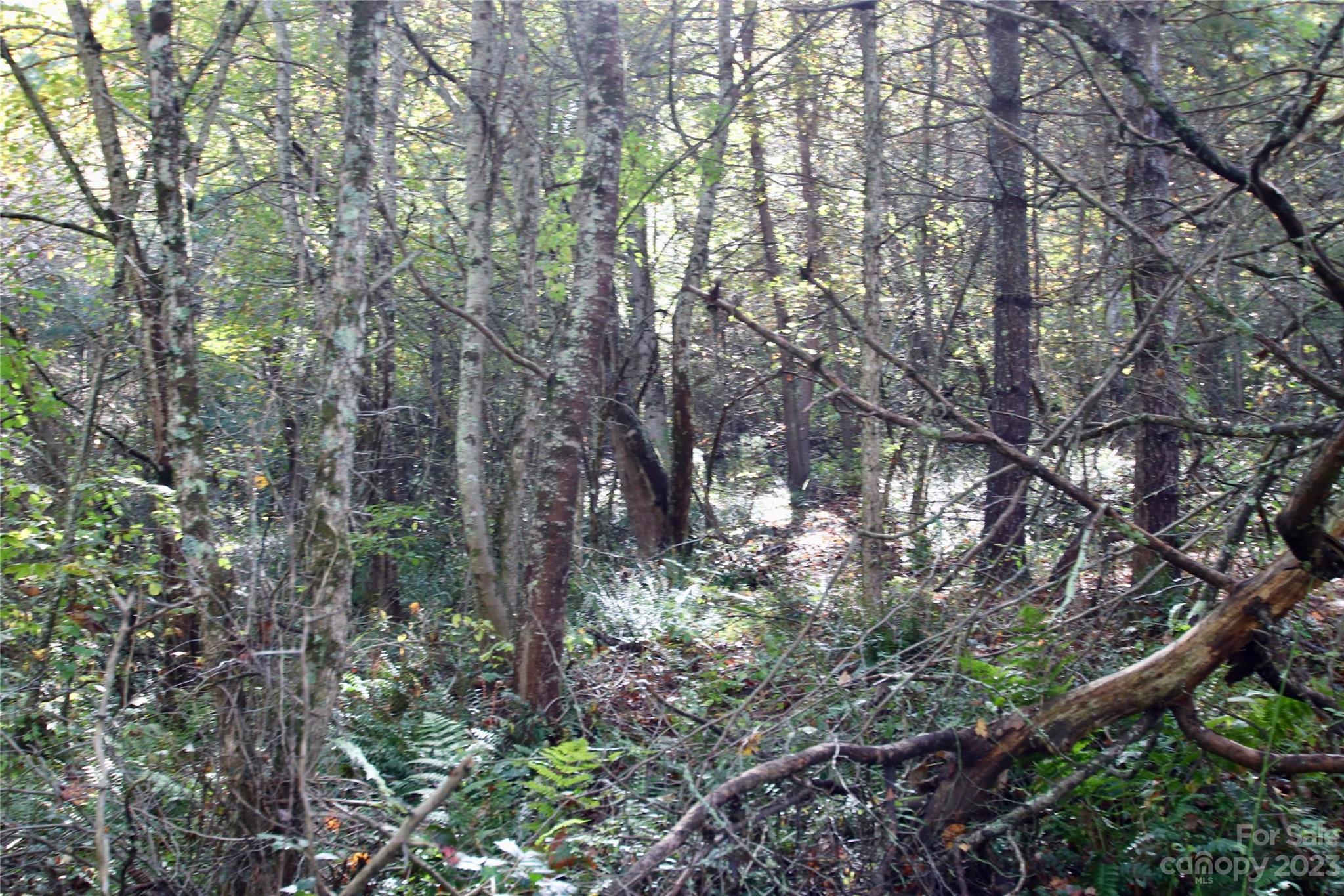 2872 Hyder Mountain Road Clyde, NC 28721 - Photo 28 of 29 a view of forest