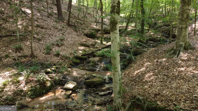 a view of a yard with trees