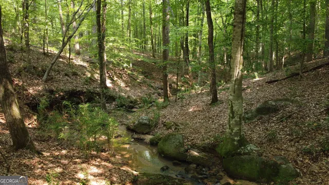 a view of a tree in the middle of a yard