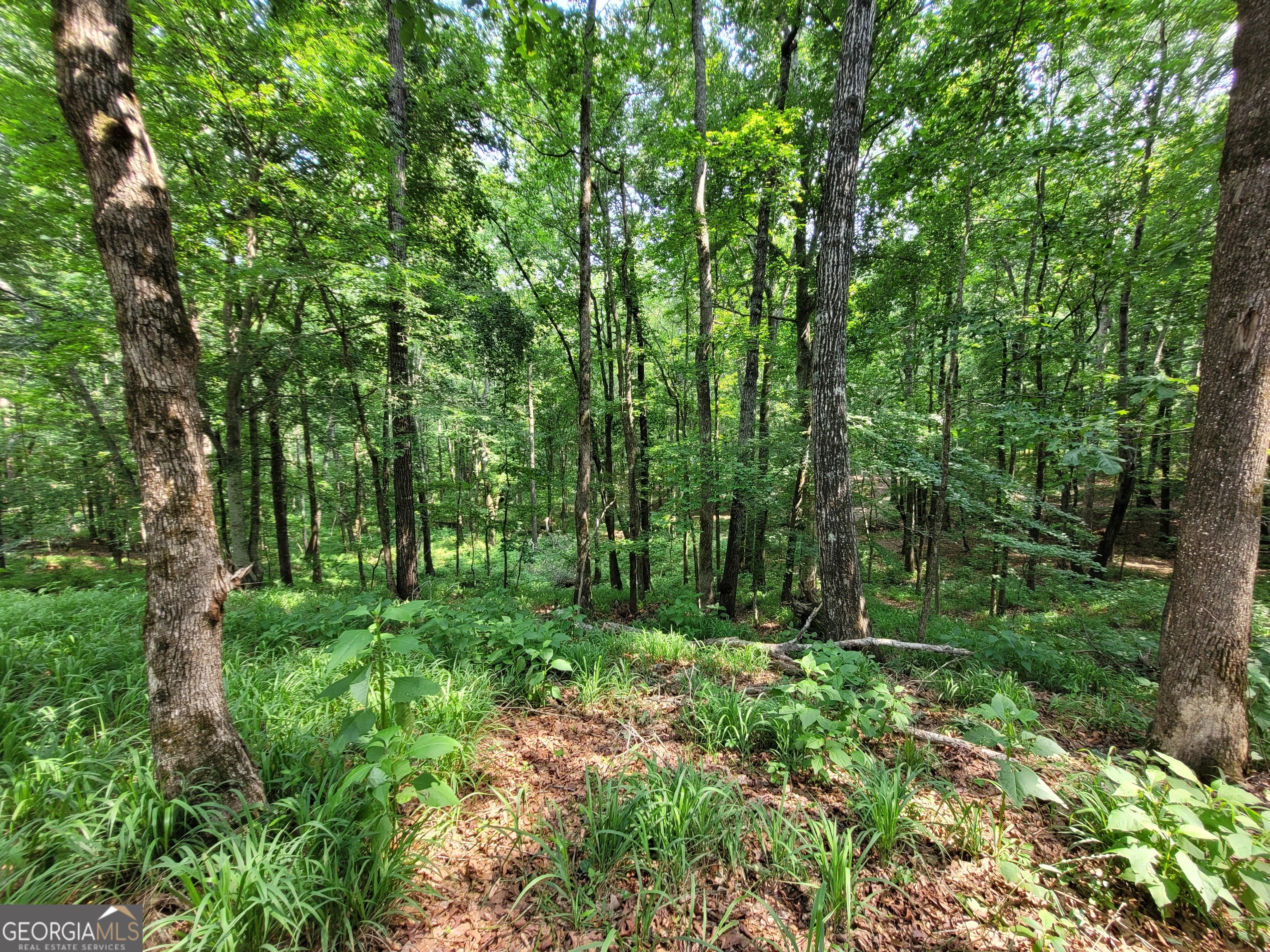 1520 Marshall Wilkes Road Watkinsville, GA 30677 - Photo 45 of 47 a view of a lush green forest