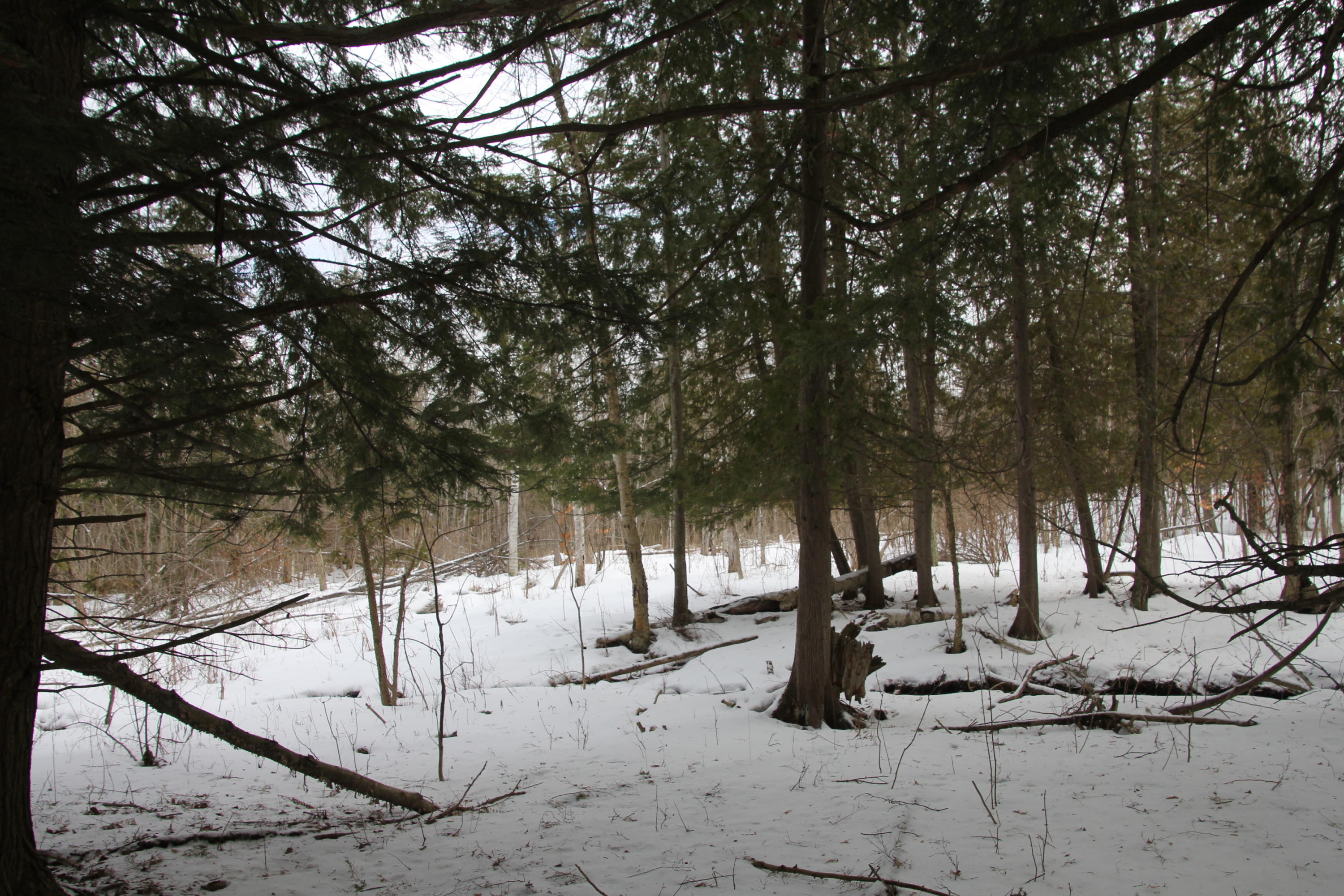 40-acres Tolan Road Spruce, MI 48762 - Photo 66 of 95 Gallery Image 66