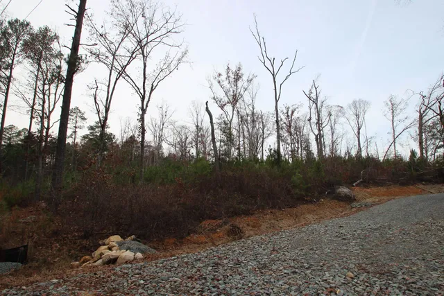 a view of a yard with a tree