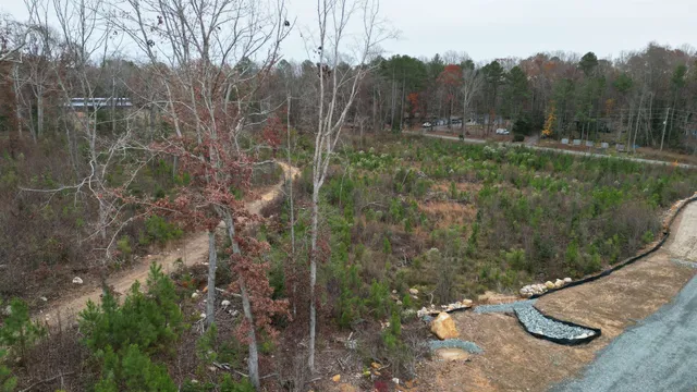 a view of a forest with a trees