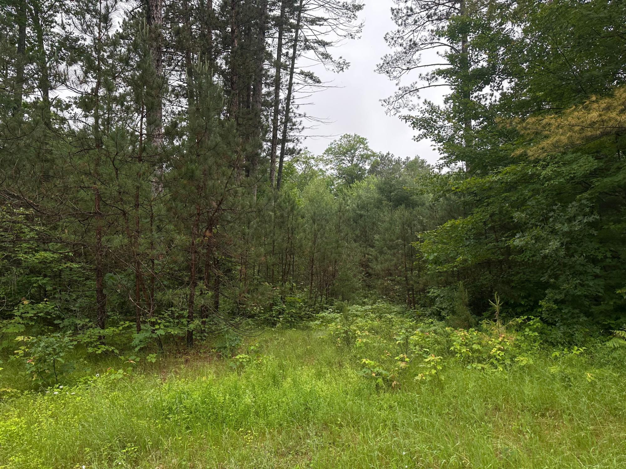 Lot 1 Dad's Lake Road Eagle River, WI 54521 - Photo 4 of 6 Gallery Image 4
