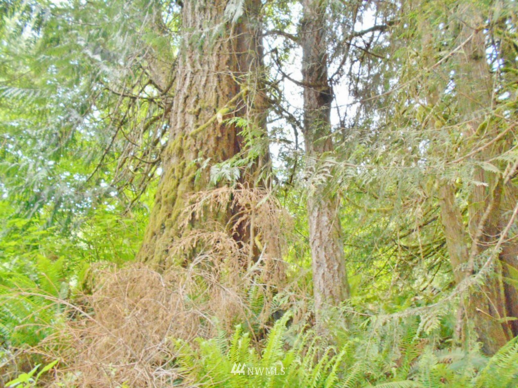 0 Fern Hollow Road Quilcene, WA 98376 - Photo 15 of 25