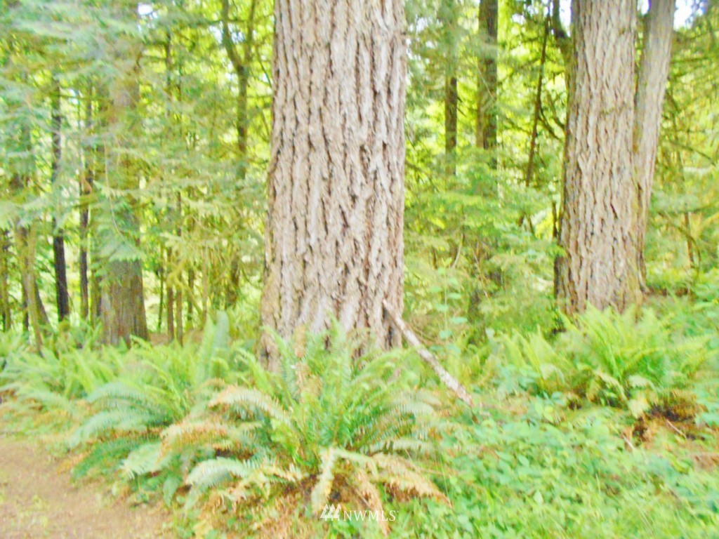 0 Fern Hollow Road Quilcene, WA 98376 - Photo 20 of 25
