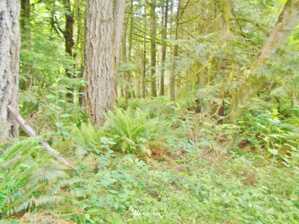 0 Fern Hollow Road Quilcene, WA 98376 - Photo 21 of 25