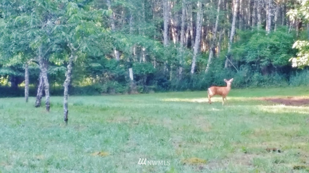 0 Fern Hollow Road Quilcene, WA 98376 - Photo 24 of 25