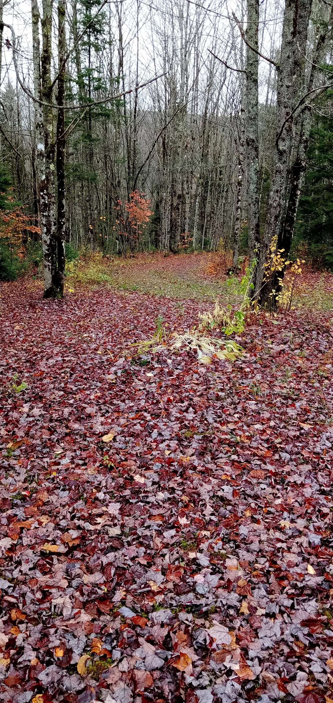 102 Albany Road, Unit LOT A Eden, VT 05653 - Photo 10 of 10