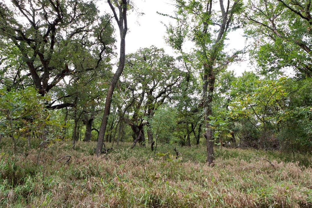 Tbd Garner- Adell Road Weatherford, TX 76088 - Photo 8 of 25 a view of a forest with lots of trees