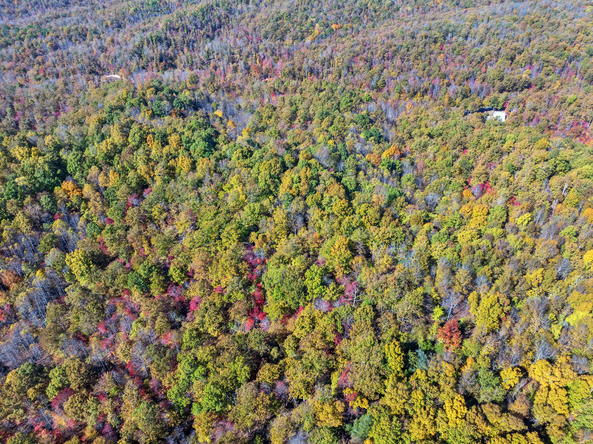 0 Lower Crooked Creek Road Lobelville, TN 37097 - Photo 13 of 15 a view of a plants