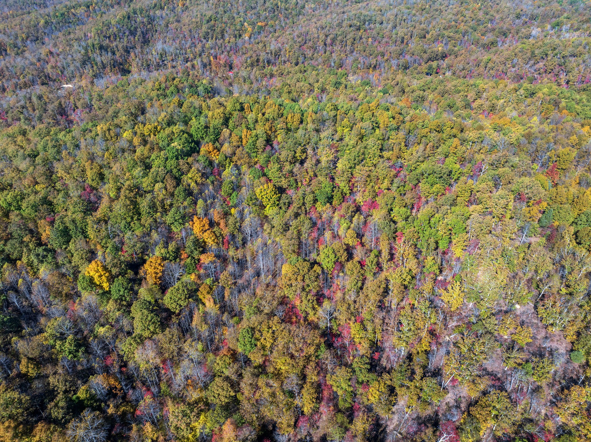 0 Lower Crooked Creek Road Lobelville, TN 37097 - Photo 14 of 15 a view of a dry yard