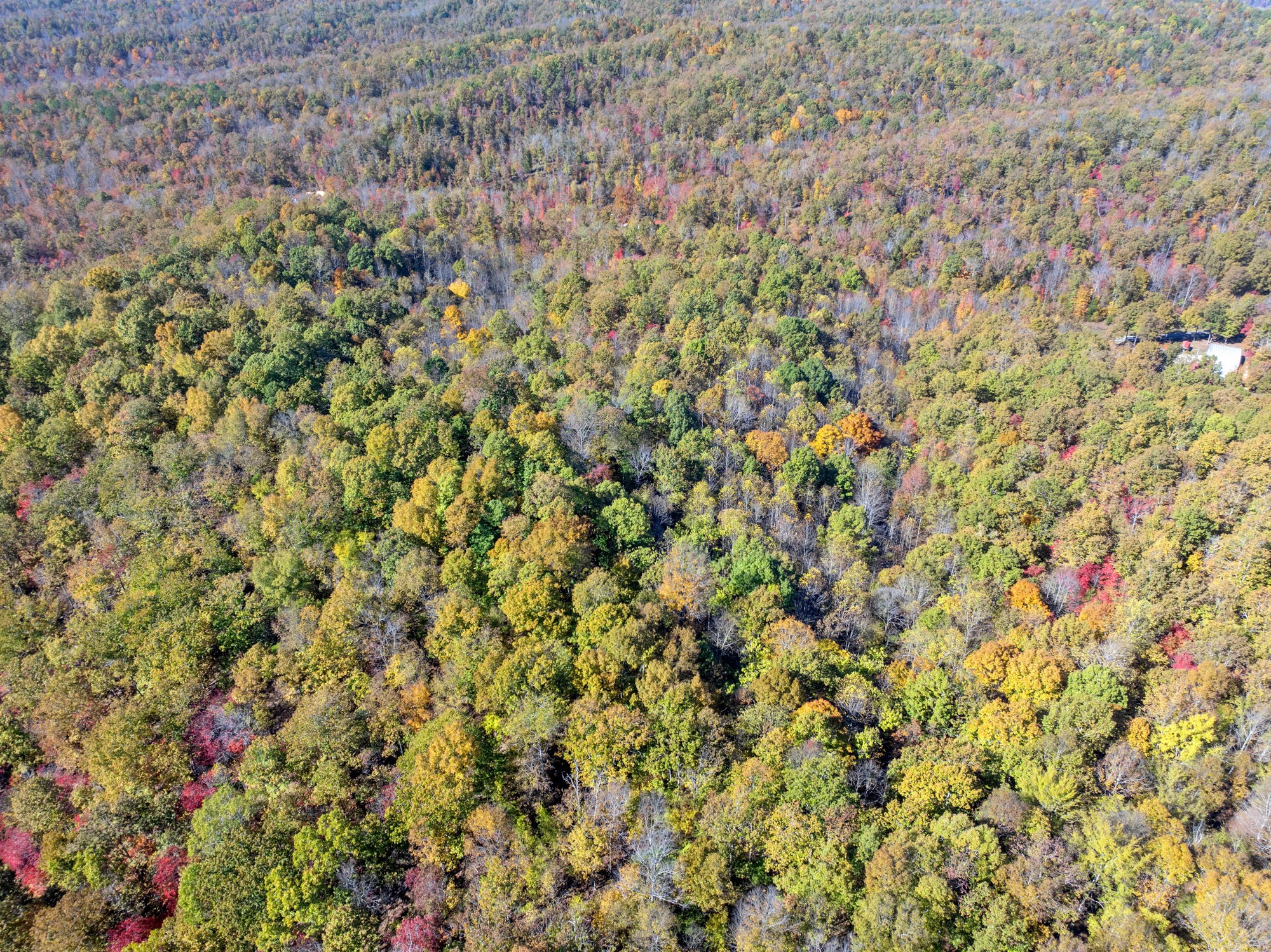 0 Lower Crooked Creek Road Lobelville, TN 37097 - Photo 8 of 15 a view of a dry yard
