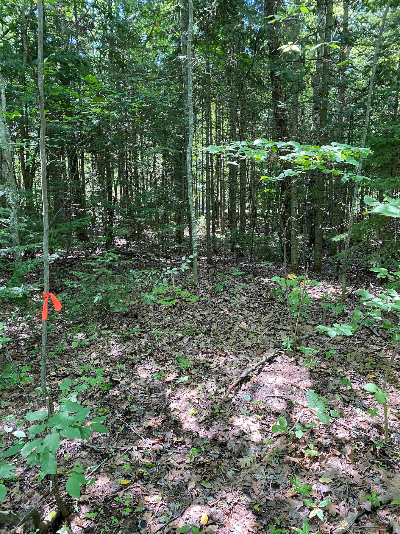 Tbd South Bay Mills Point Road Brimley, MI 49715 - Photo 29 of 29 Gallery Image 29
