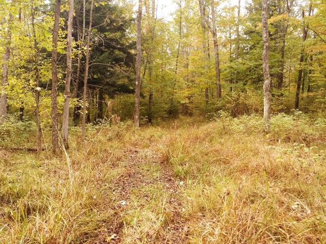 Off Wood Creek Avenue Rib Lake, WI 54470 - Photo 5 of 16 Gallery Image 5