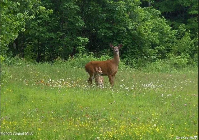 a view of a green field