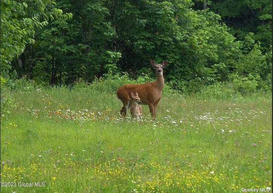 110 Stone Road Malone, NY 12953 - Photo 20 of 24 a view of a garden from a house