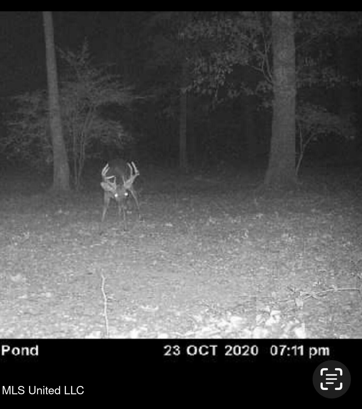 2917 Black Jack Road Vaughan, MS 39179 - Photo 103 of 112 deer1