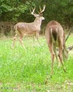 $1,549,000 | 2917 Black Jack Road, Vaughan, MS 39179