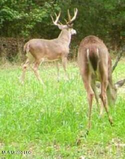 2917 Black Jack Road Vaughan, MS 39179 - Photo 104 of 112 deer2