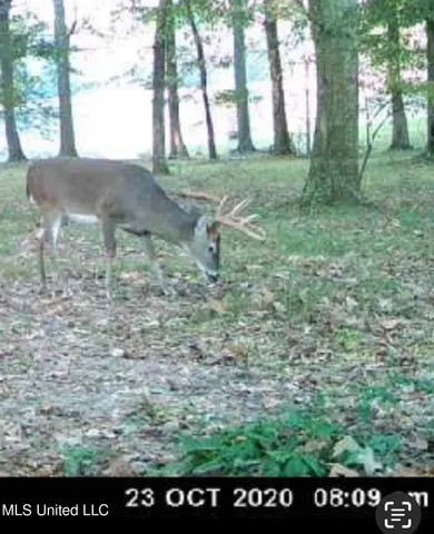 $1,549,000 | 2917 Black Jack Road, Vaughan, MS 39179