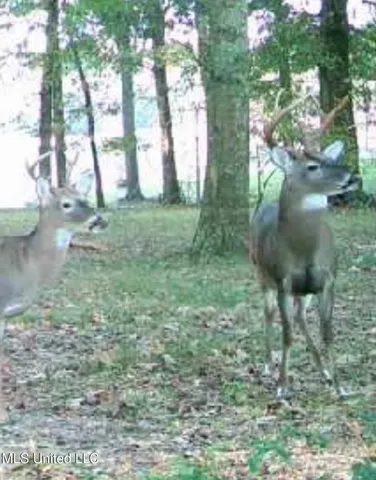 $1,549,000 | 2917 Black Jack Road, Vaughan, MS 39179