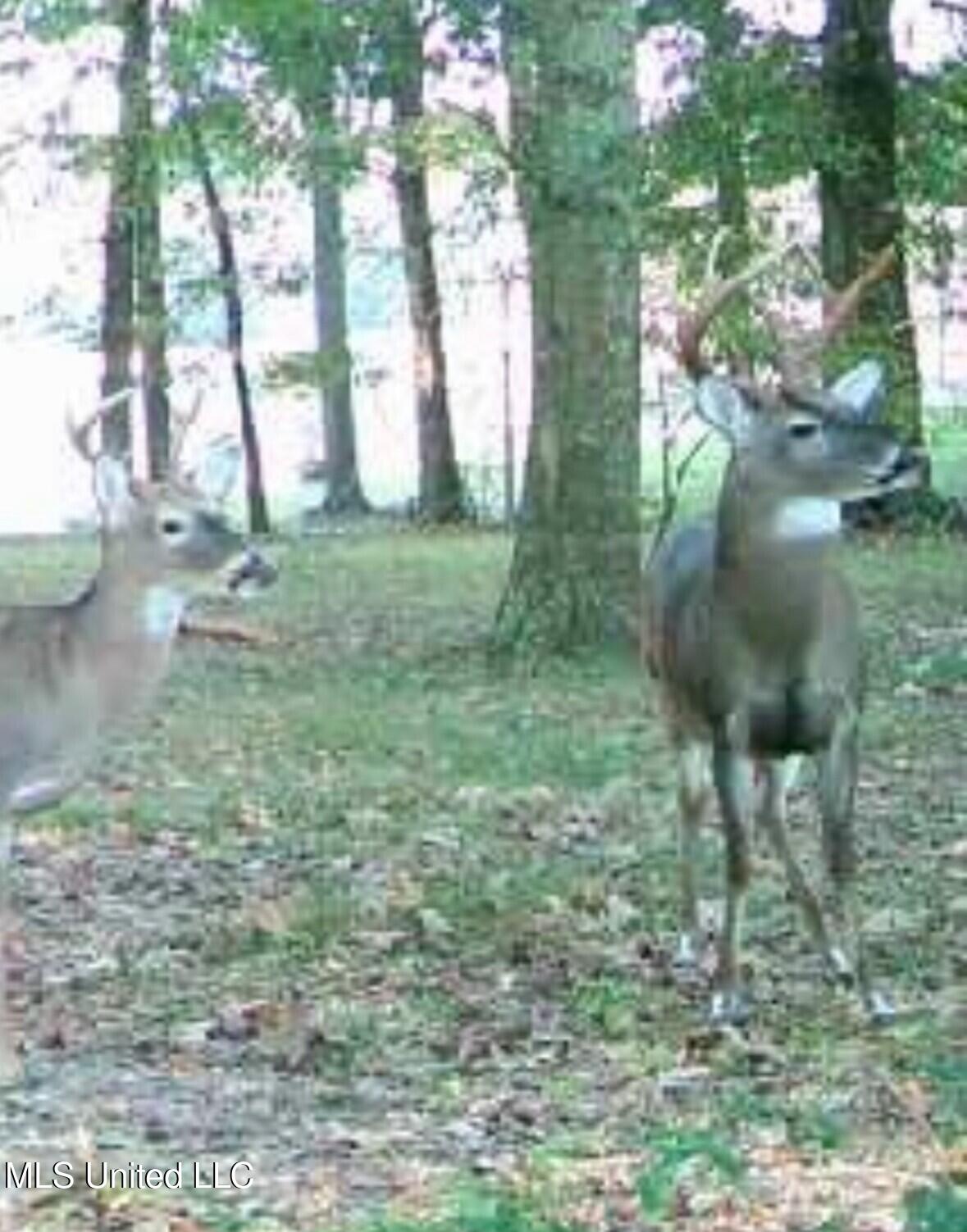 2917 Black Jack Road Vaughan, MS 39179 - Photo 106 of 112 deer6