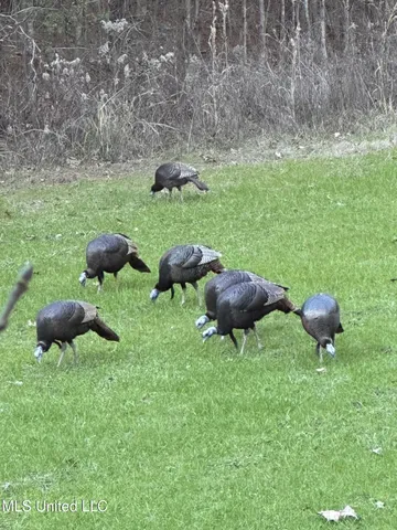 $1,549,000 | 2917 Black Jack Road, Vaughan, MS 39179