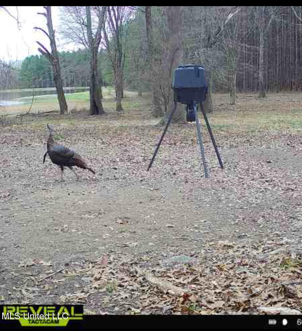 2917 Black Jack Road Vaughan, MS 39179 - Photo 111 of 112 turkey2